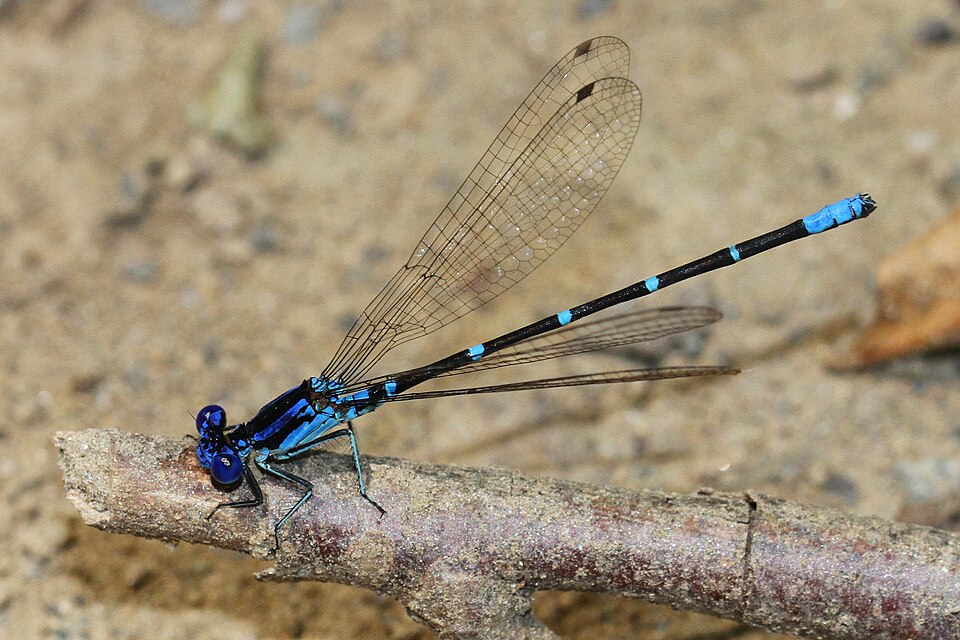 Photo of Blue-ringed dancer