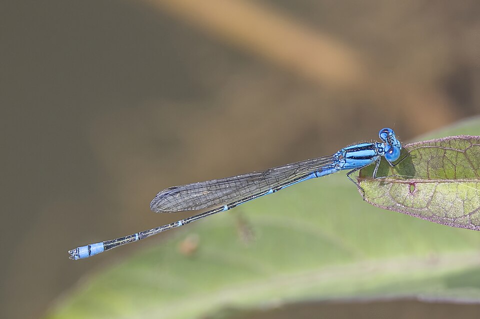 Photo of Blue riverdamsel