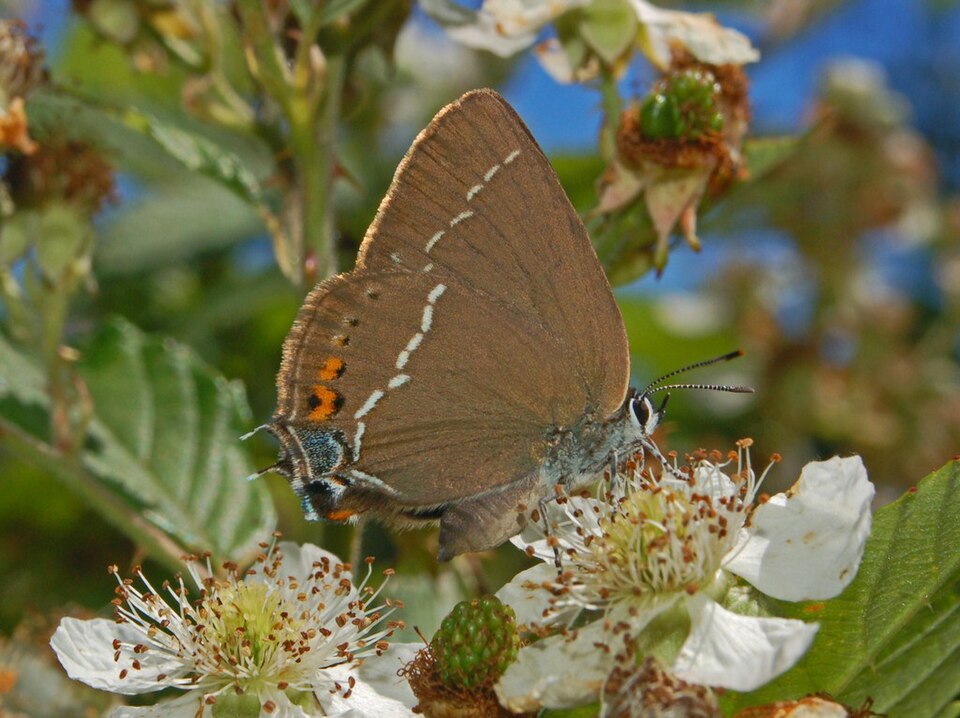Photo of Blue-spot hairstreak