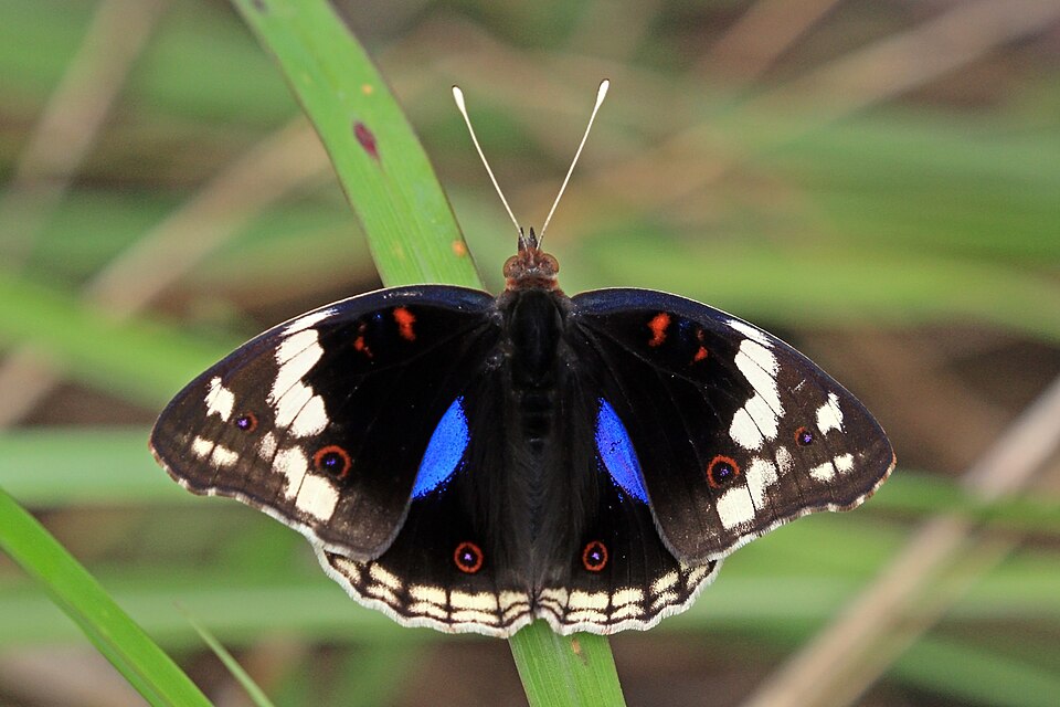 Photo of Blue-spot pansy