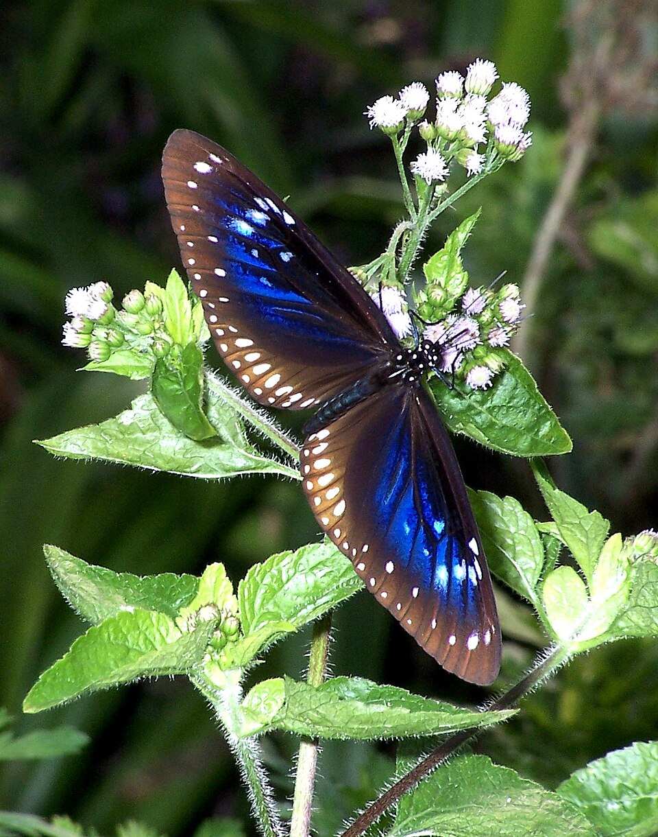 Photo of Blue-spotted crow butterfly