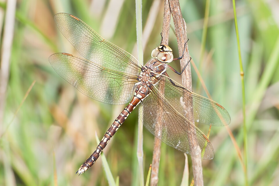 Photo of Blue-spotted hawker