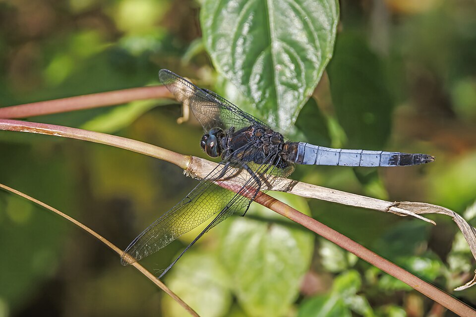 Photo of Blue-tailed forest hawk
