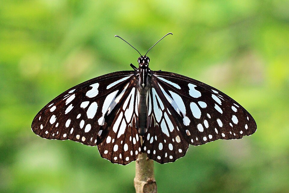 Photo of Blue tiger
