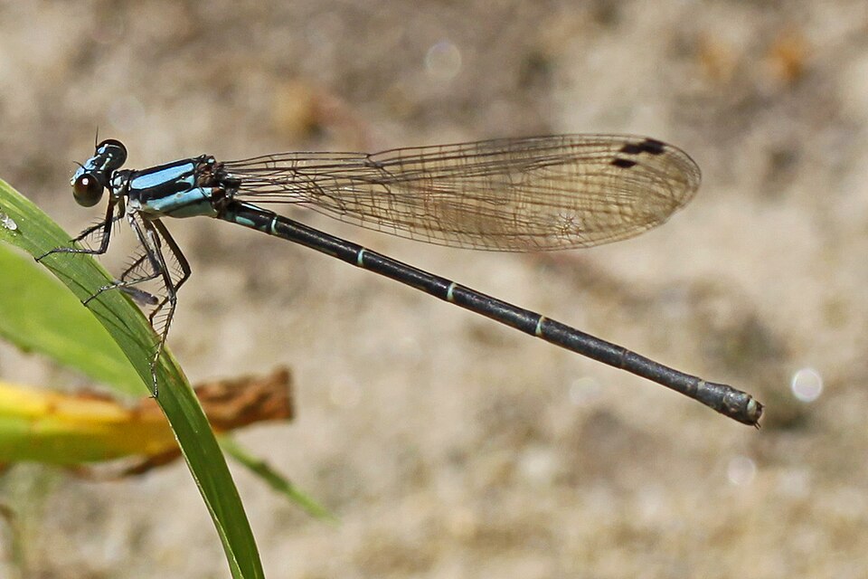 Photo of Blue-tipped dancer