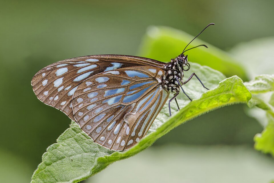 Photo of Blue wanderer