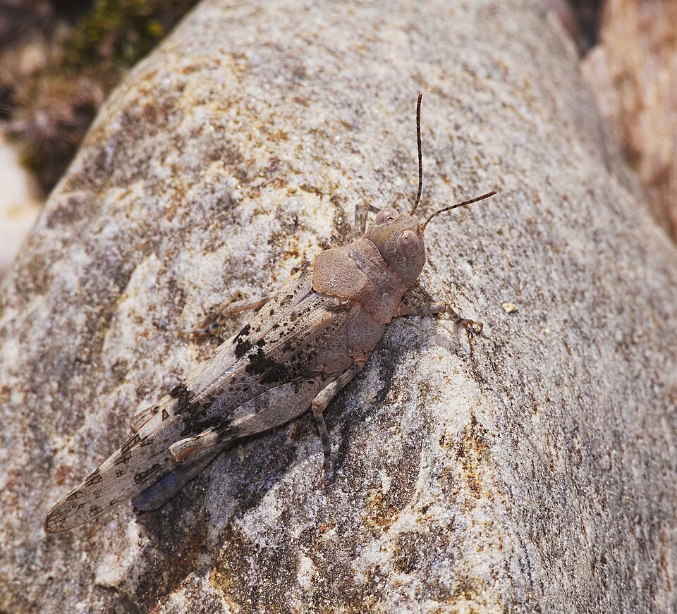 Photo of Blue-winged sand grasshopper