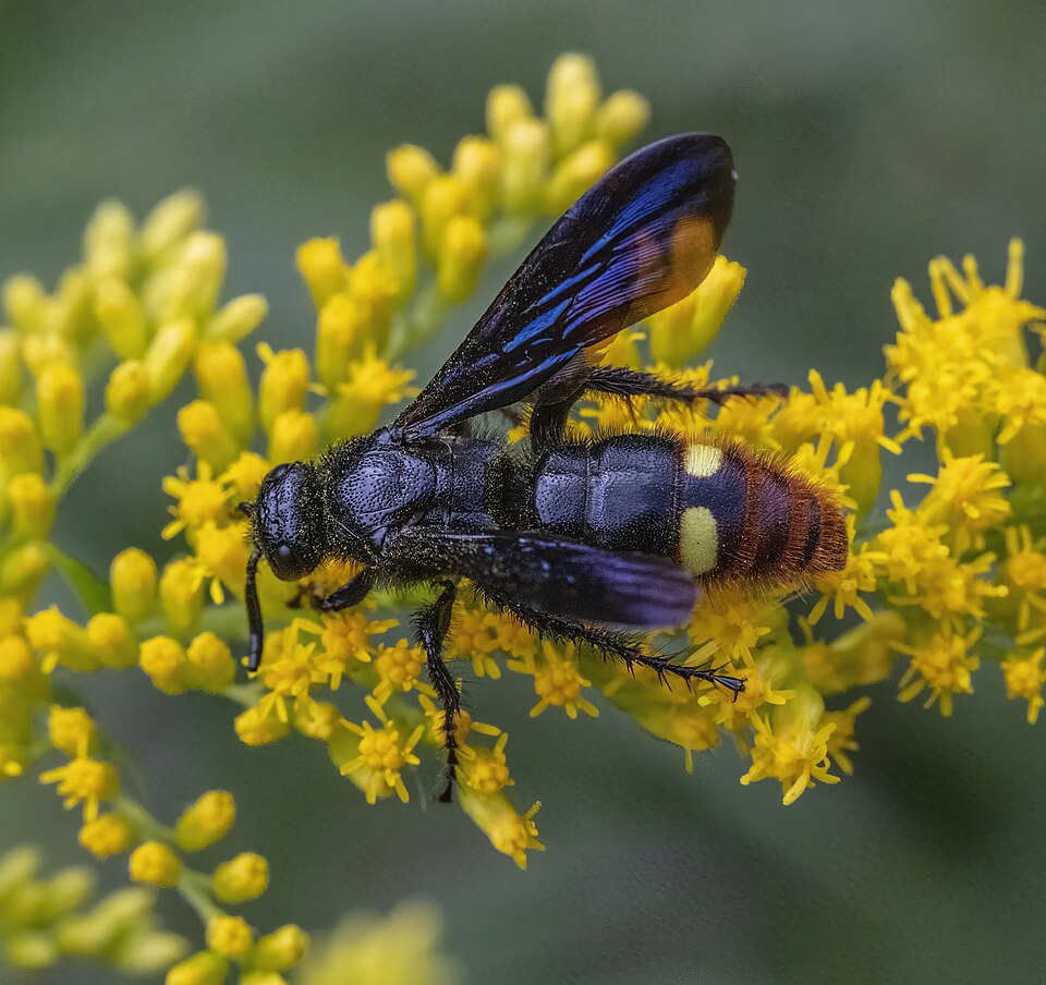 Photo of Blue-winged wasp