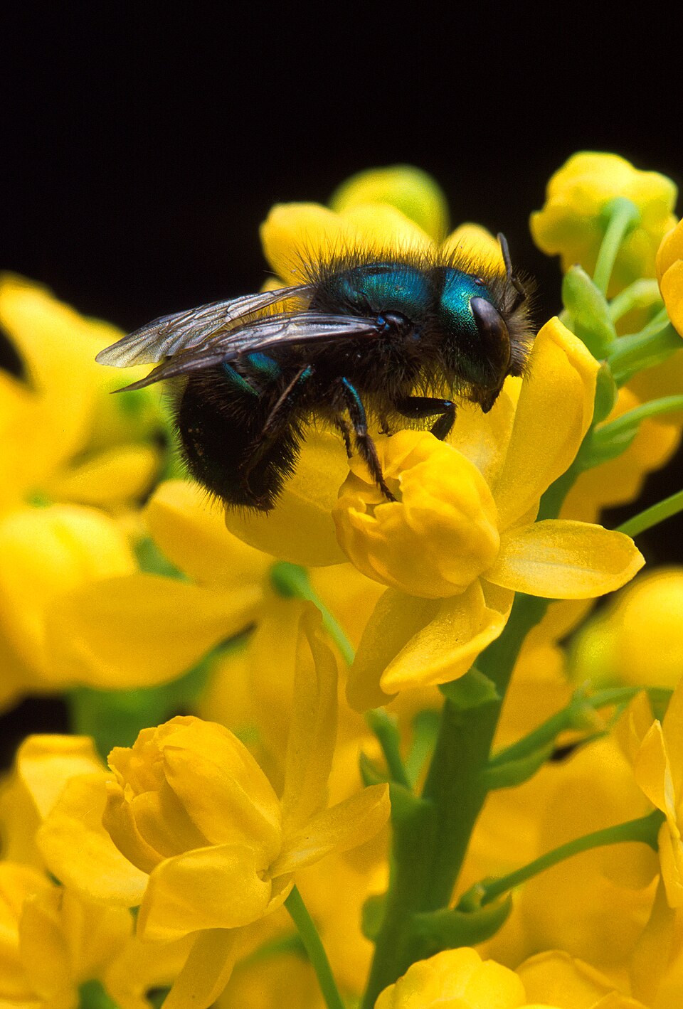 Photo of Blueberry mason bee