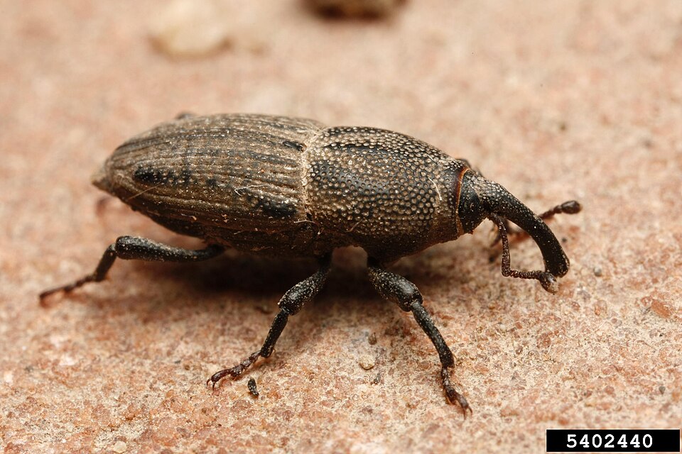 Photo of Bluegrass billbug