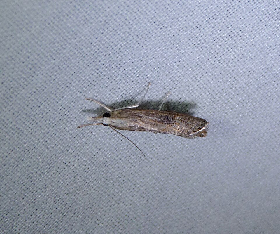 Photo of Bluegrass webworm moth