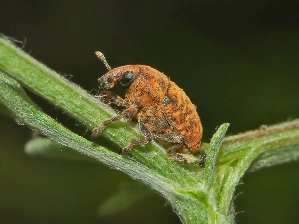 Photo of Blunt knapweed flower weevil