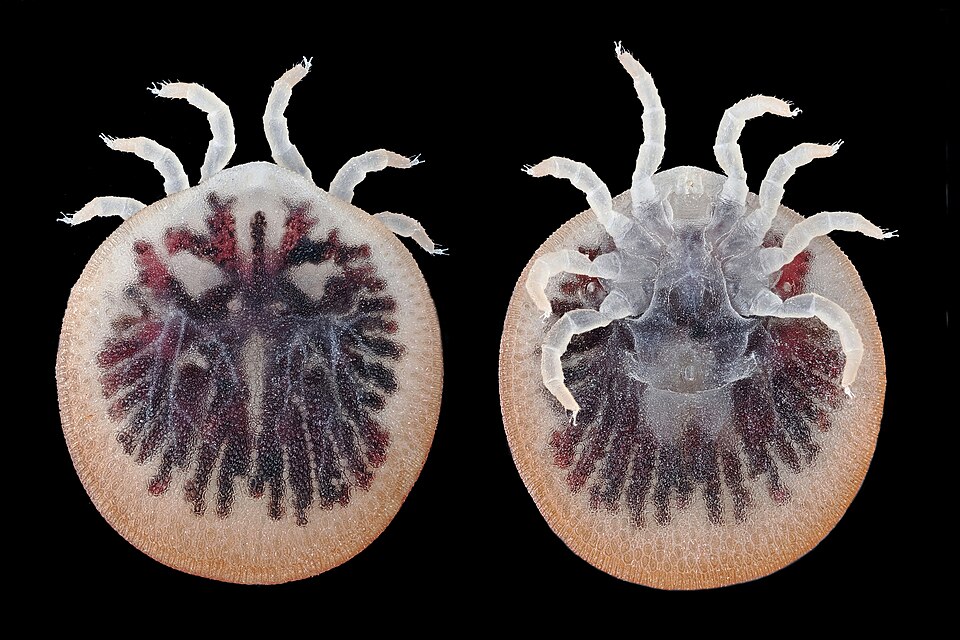 Photo of Blyborough tick