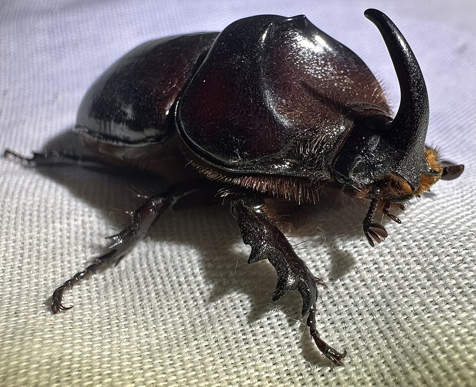 Photo of Boas rhinoceros beetle