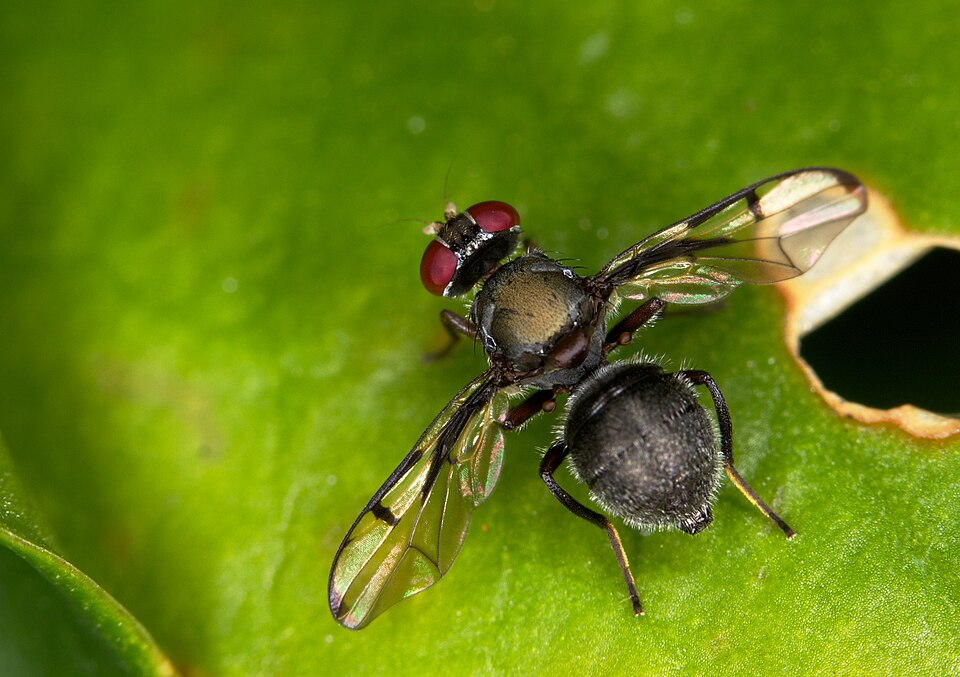 Photo of Boatman fly