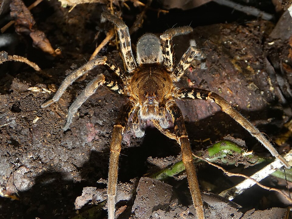 Photo of Bogota giant fishing spider