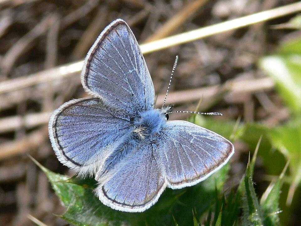 Photo of Boisduval's blue