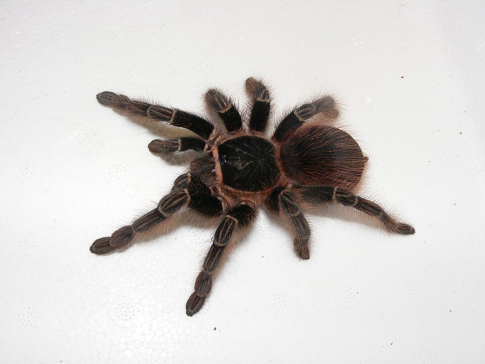 Photo of Bolivian salmon pink tarantula