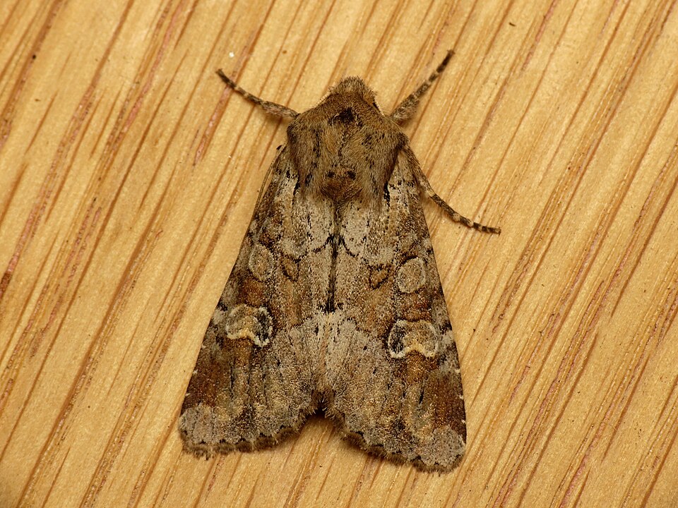 Photo of Bordered apamea moth