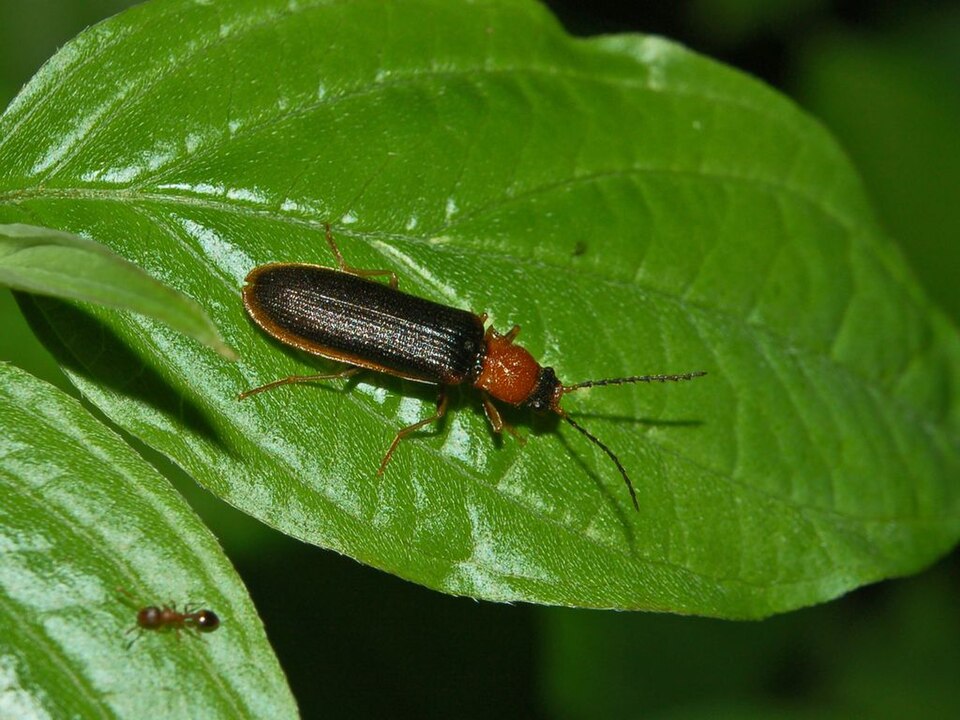 Photo of Bordered click beetle