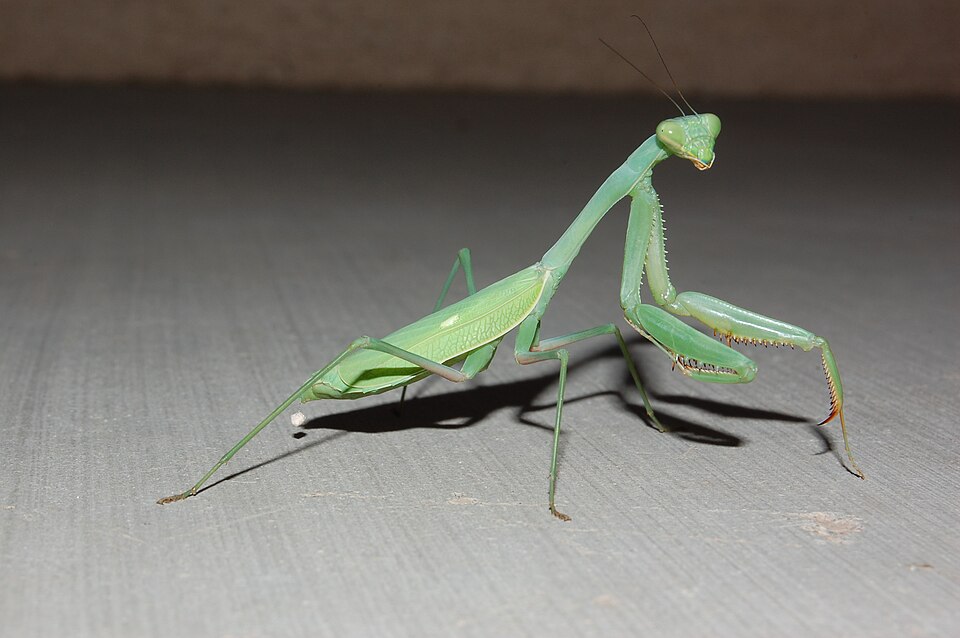 Photo of Bordered mantis