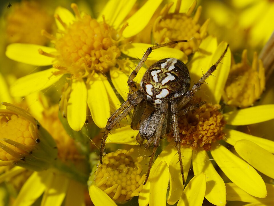 Photo of Bordered orbweaver