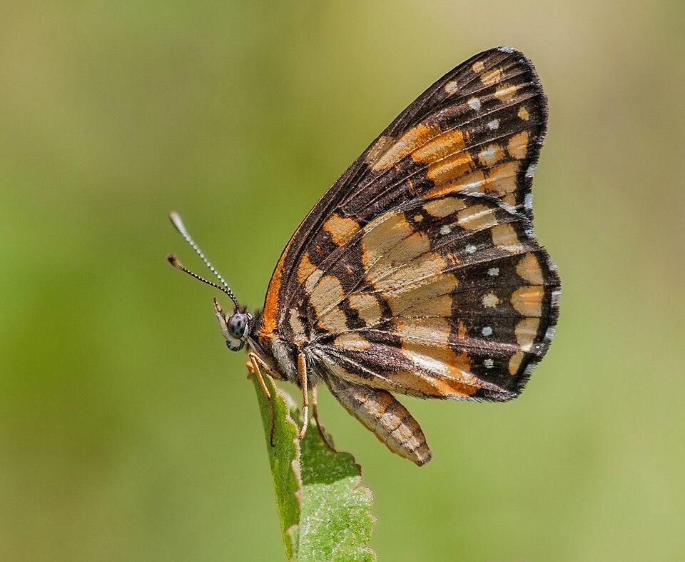Photo of Bordered patch