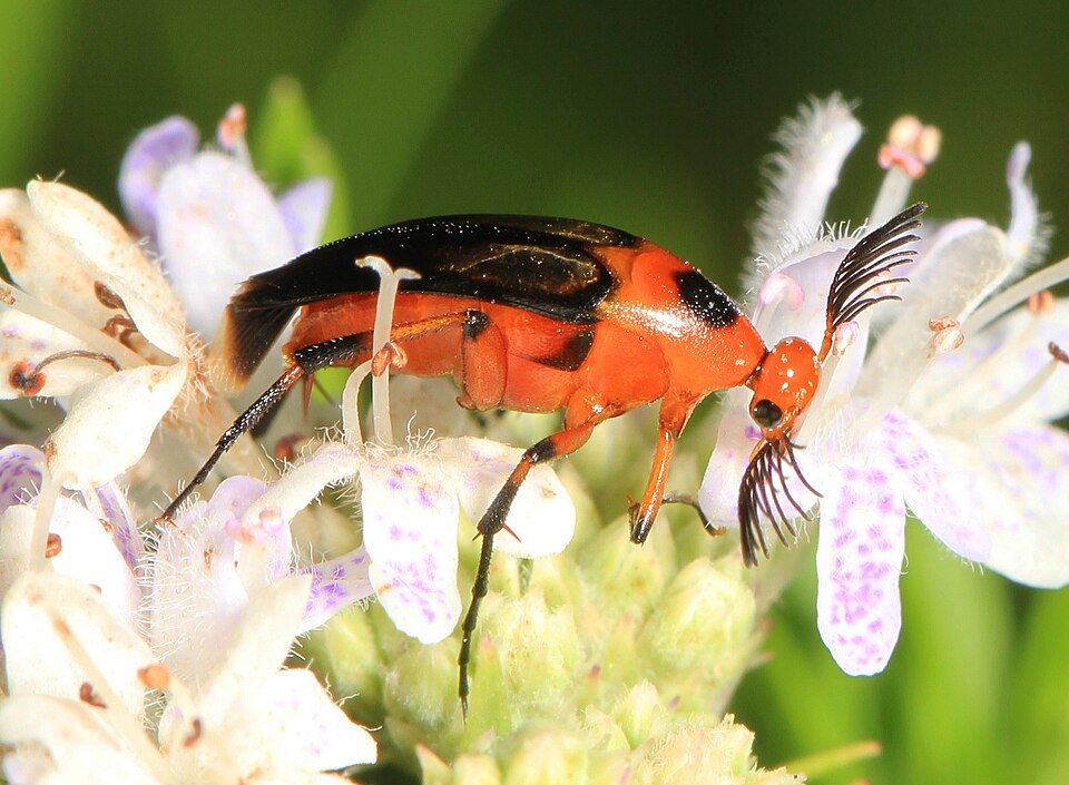 Photo of Bordered wedge-shaped beetle