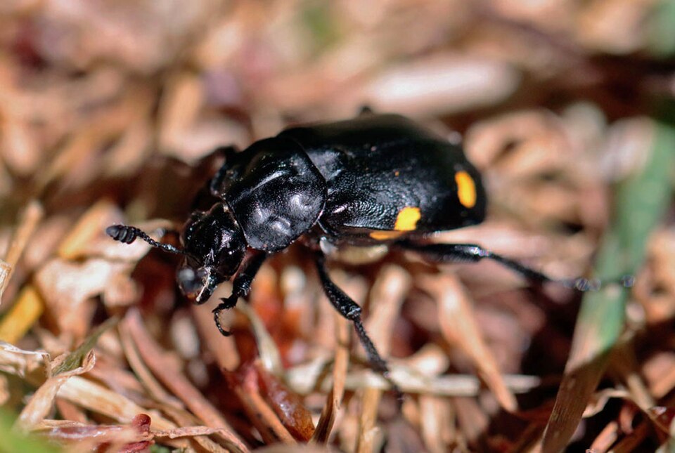 Photo of Boreal burying beetle