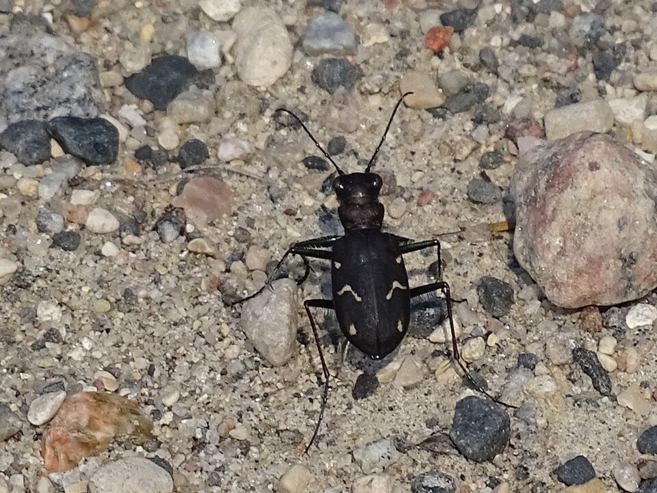Photo of Boreal long-lipped tiger beetle