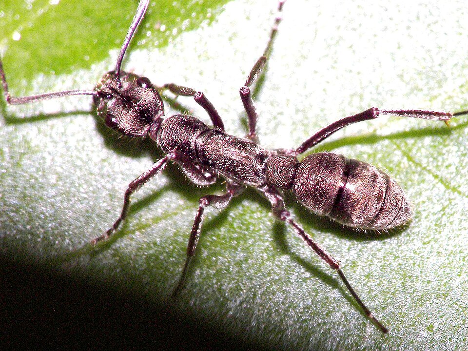Photo of Bornean queenless ant
