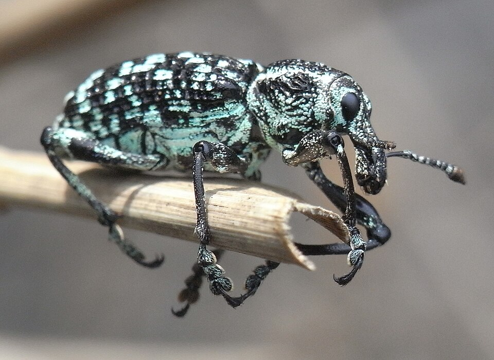 Photo of Botany Bay weevil