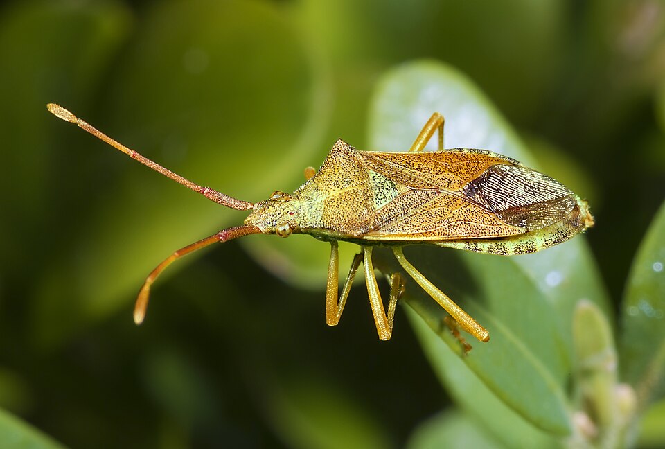 Photo of Box bug