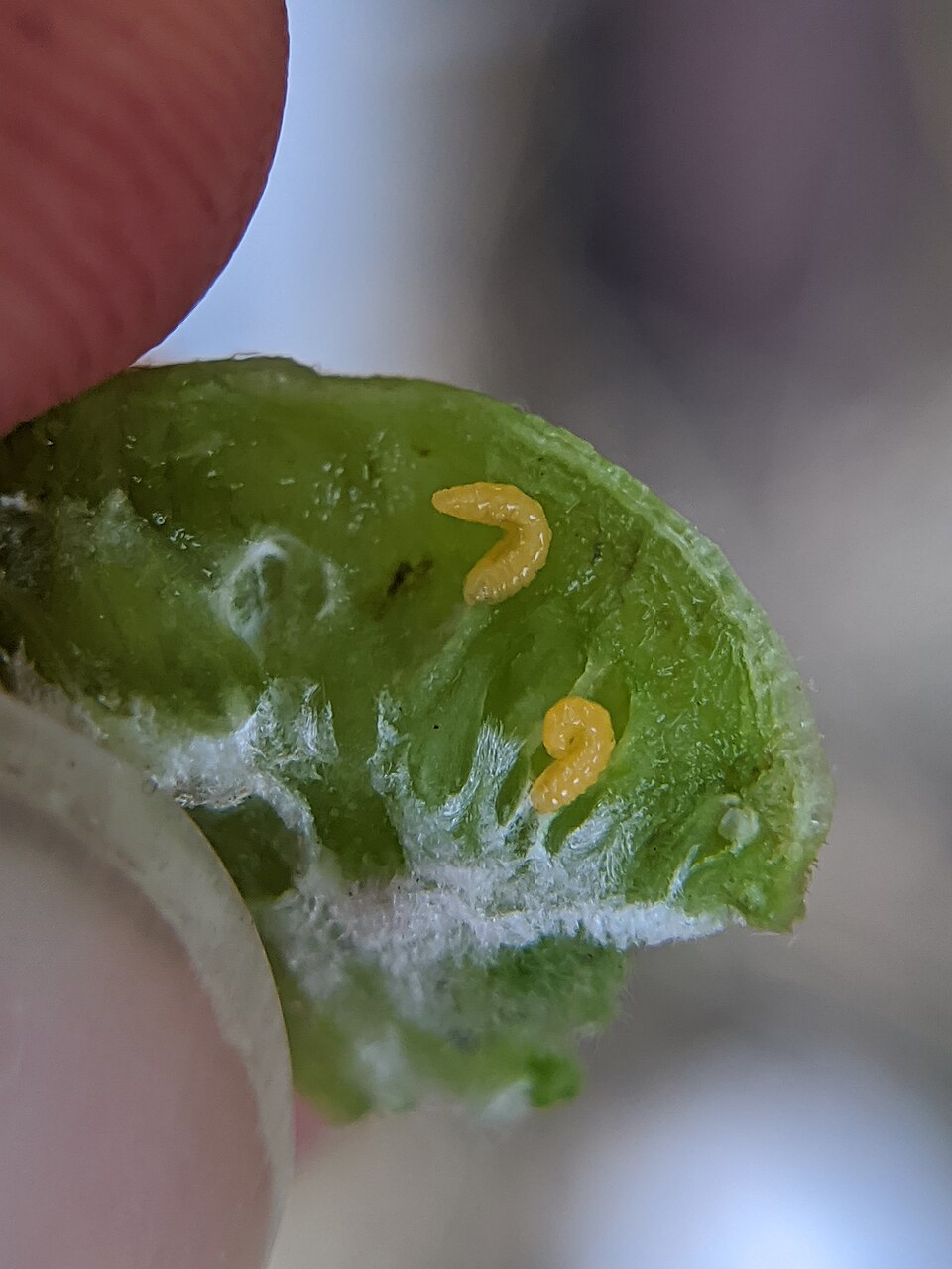Photo of Box elder gall midge