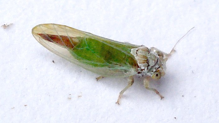 Photo of Box sucker