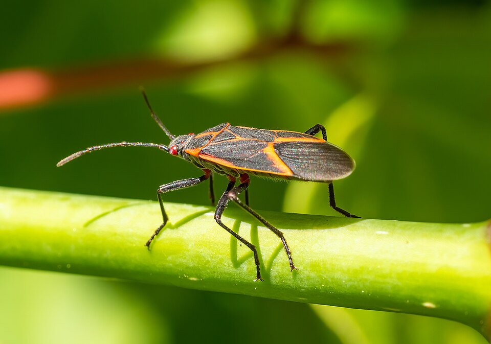 Photo of Boxelder bug