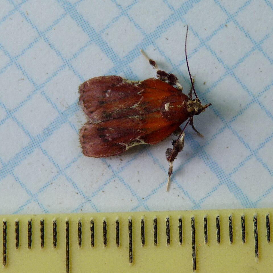 Photo of Boxwood leaftier moth