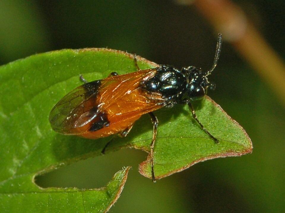 Photo of Bramble sawfly