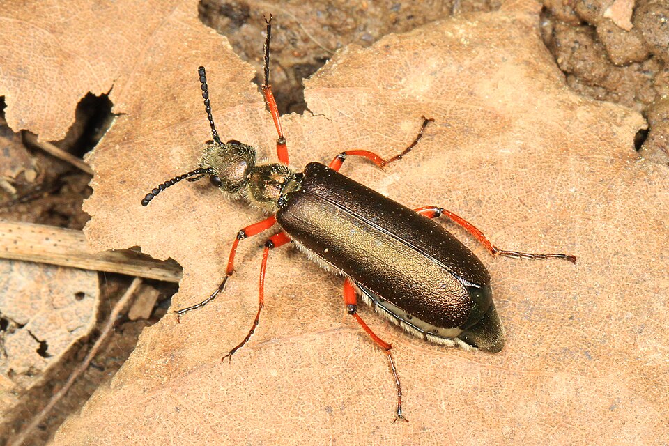 Photo of Brassy blister beetle