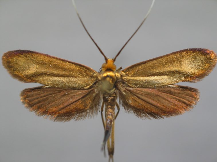 Photo of Brassy longhorn