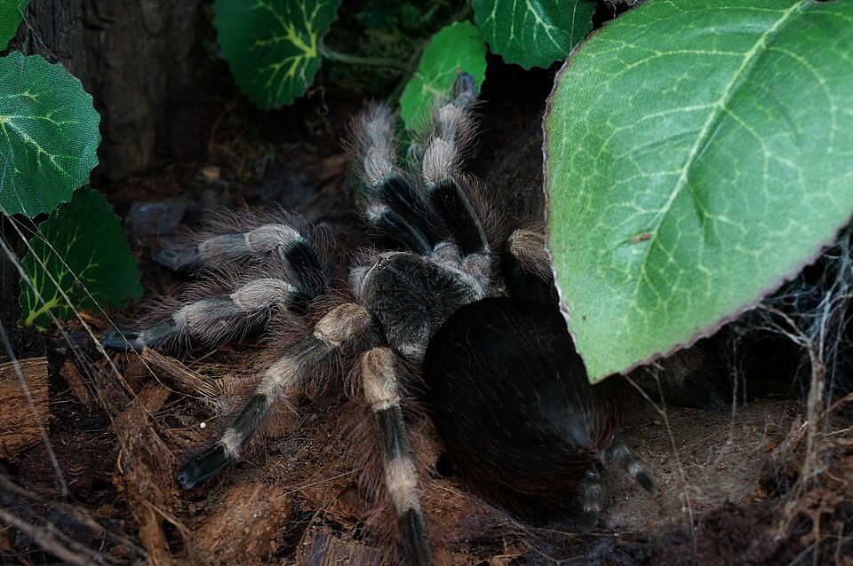 Photo of Brazilian black-and-white tarantula