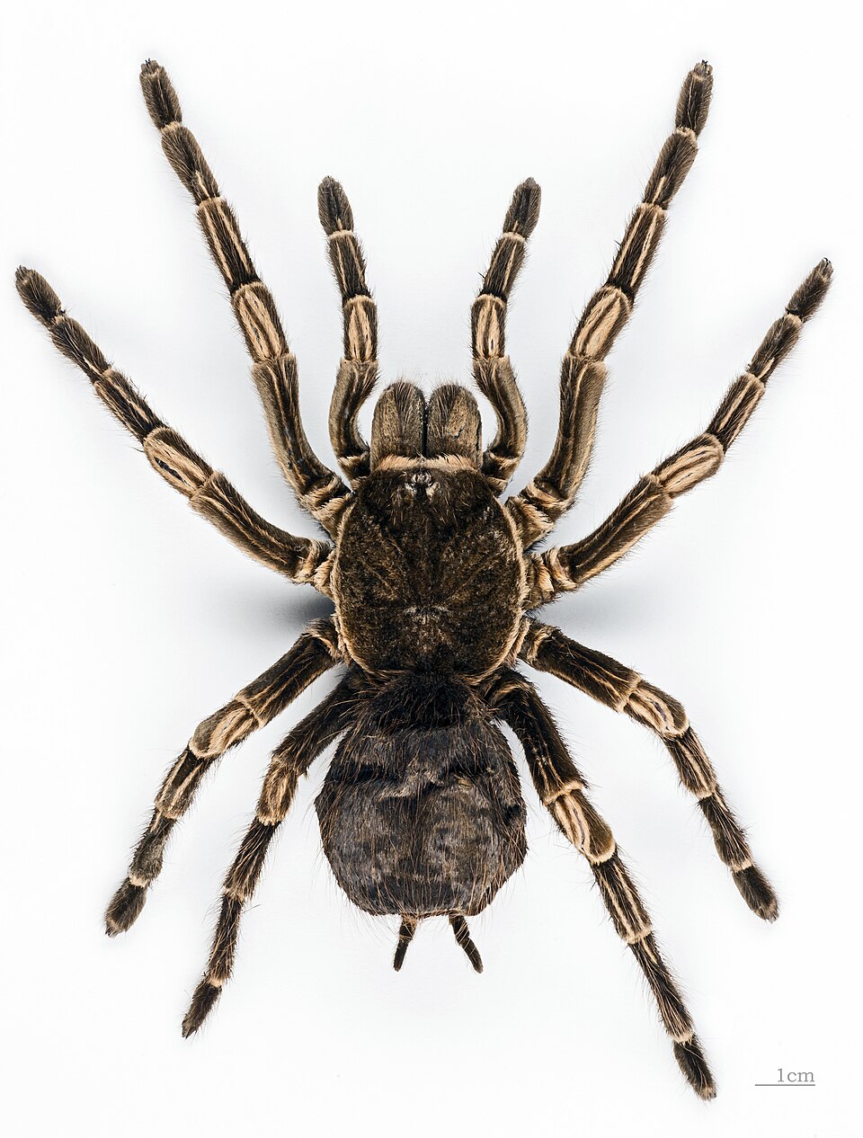 Photo of Brazilian orange-banded tarantula
