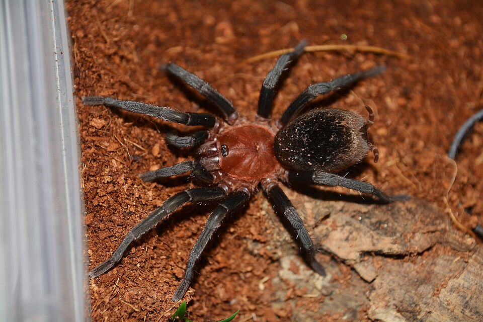 Photo of Brazilian redhead tarantula