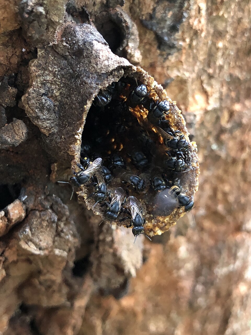 Photo of Brazilian robust-stingless bee