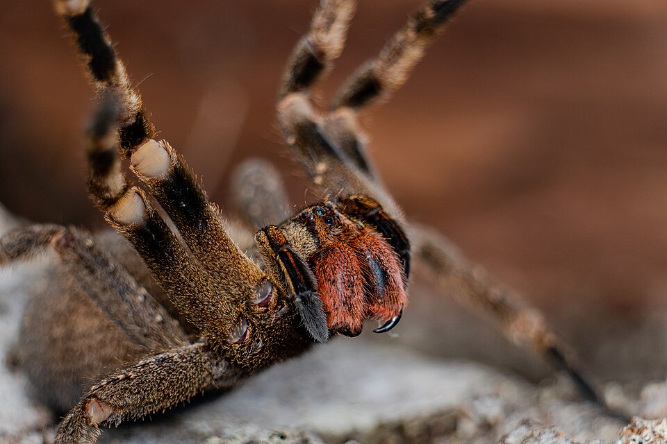 Photo of Brazilian wandering spider