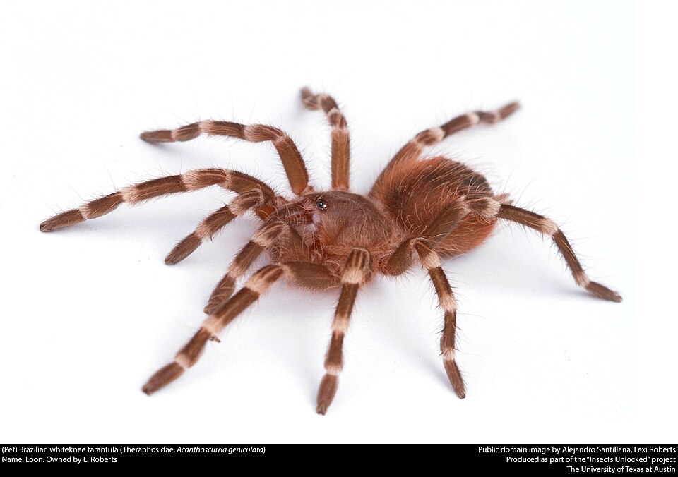 Photo of Brazilian whiteknee tarantula