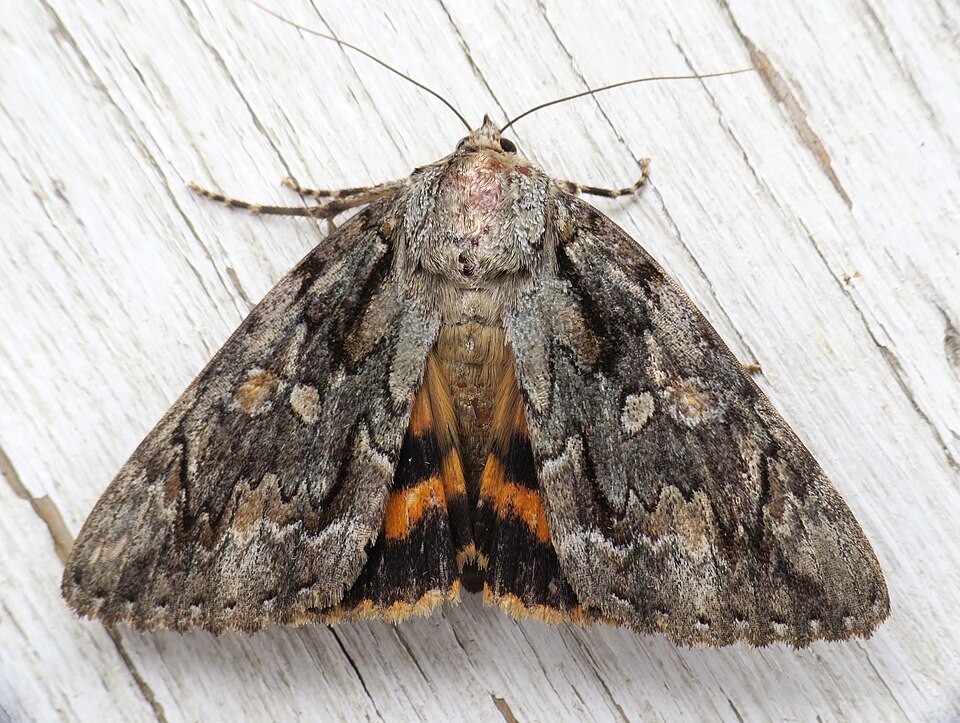Photo of Bride underwing