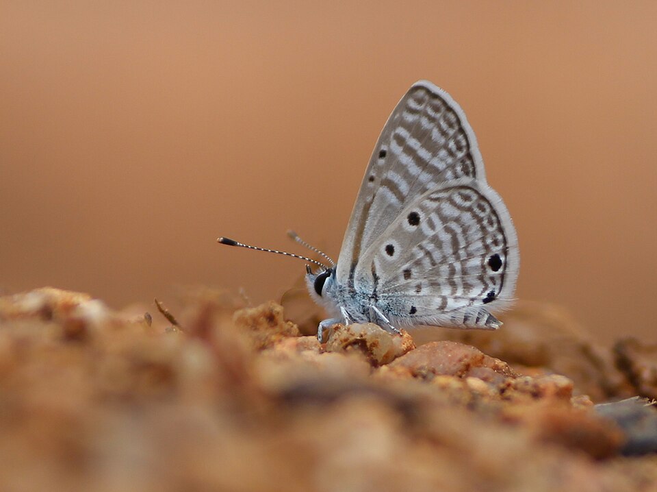 Photo of Bright babul blue