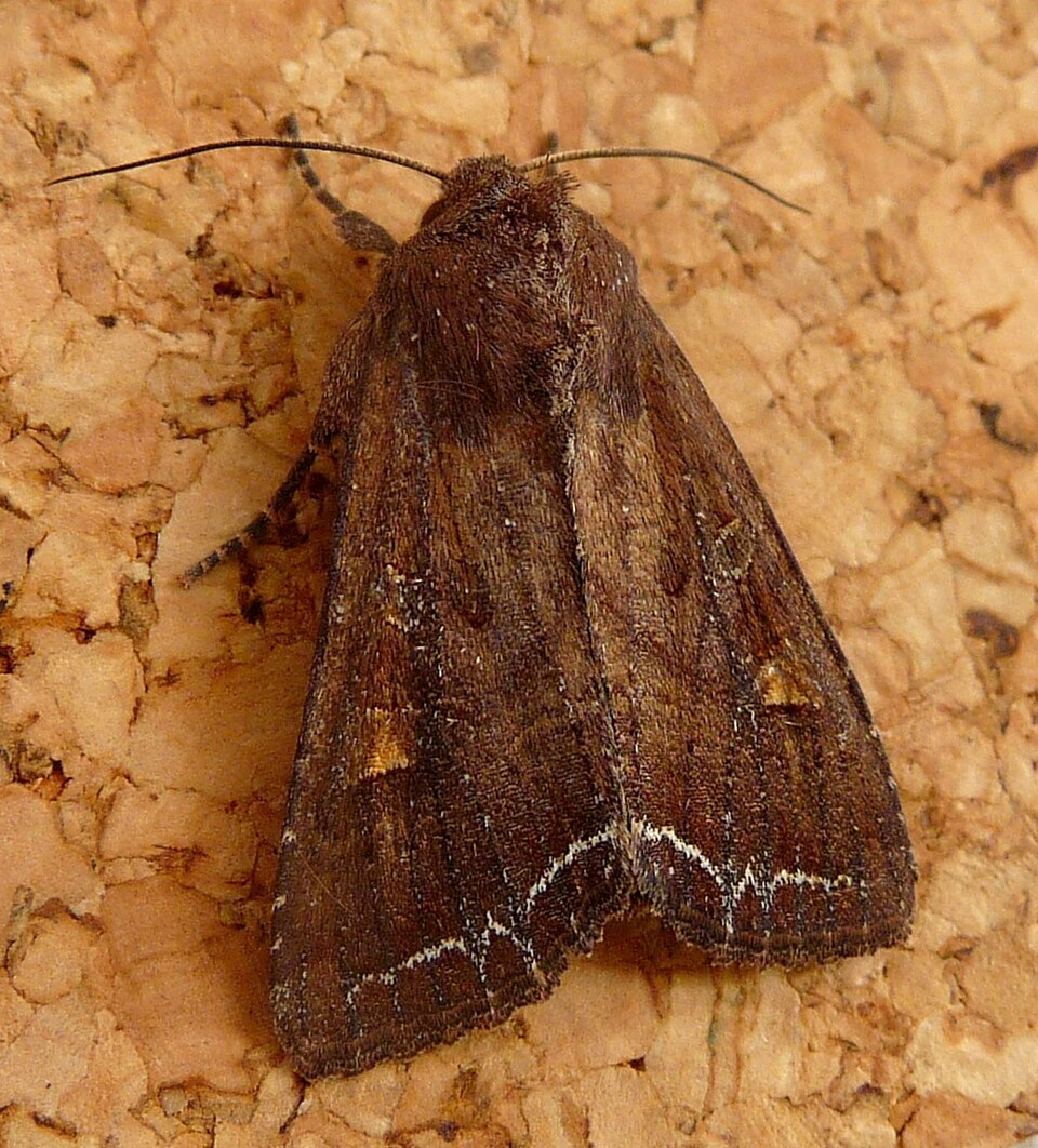 Photo of Bright-line brown-eye