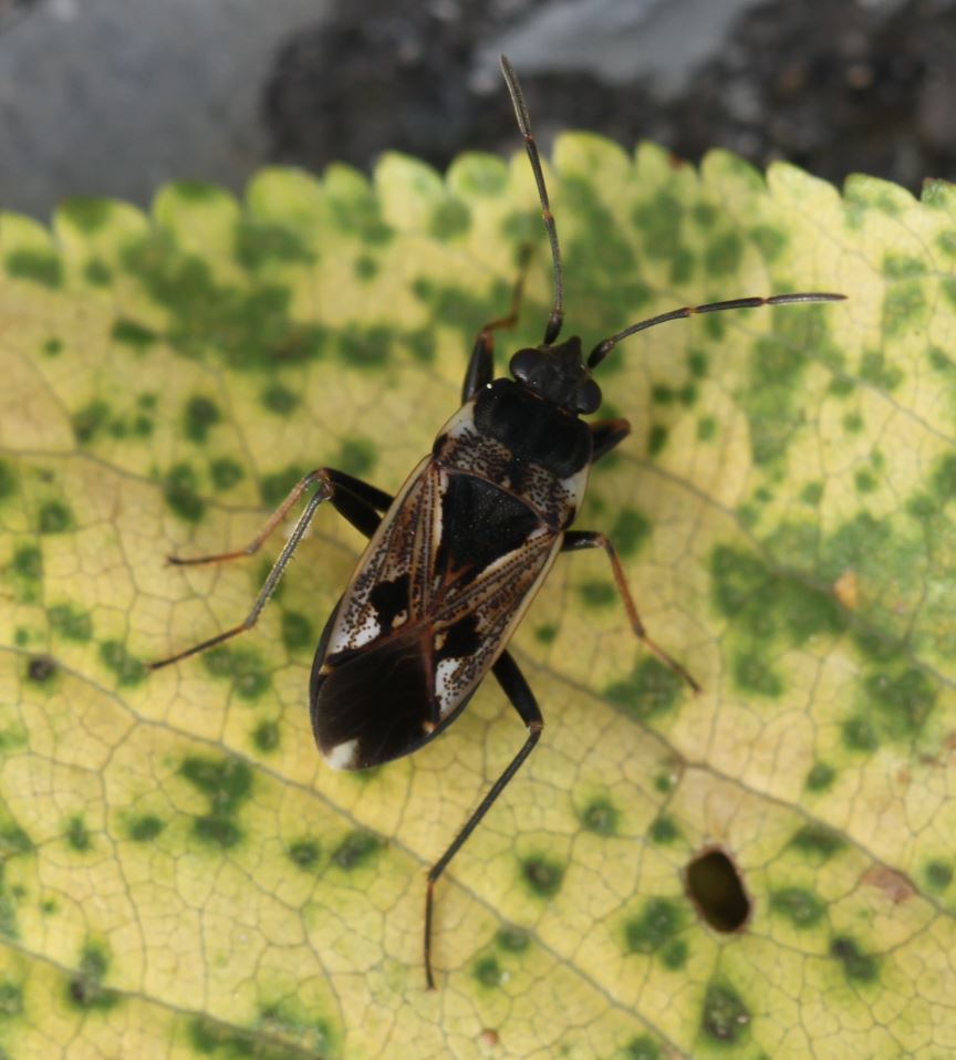 Photo of Bright-spotted groundbug